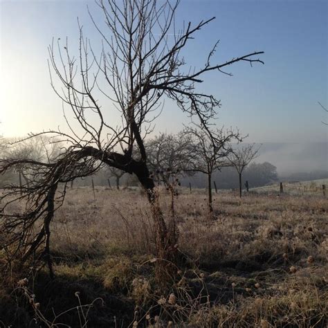 Premium Photo Bare Tree On Grassy Field