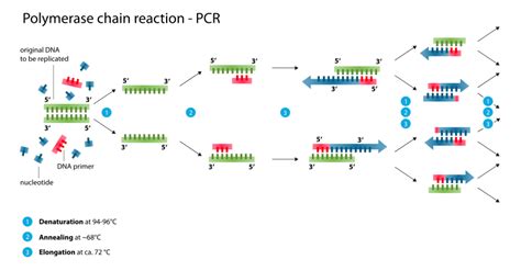 Polymerase Chain Reaction Pcr Biomed Guide