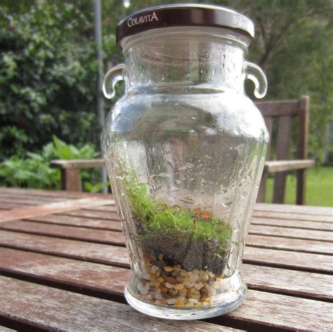 The Basics Of Closed Jar Terrariums Terrarium Jar Plants In Jars Bottle Garden