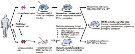 Viruses Free Full Text Animal Models Of Hepatitis B Virus Infection