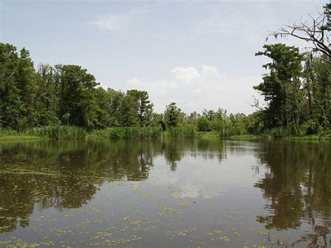 Slidell Louisiana Honey Island Swamp Tour At Crawford Landing 2008