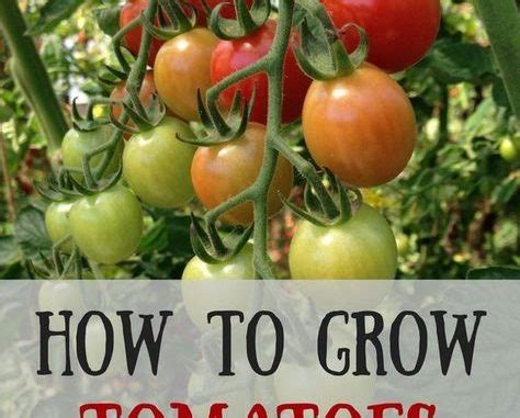 Best Tomatoe Growing Tips You Need! | Growing Tomatoes Guide and Tips