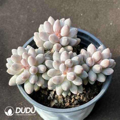 Pachyphytum Sedum Baby Finger Clustering China Wholesale Succulent