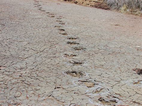 Dinosaur Tracks
