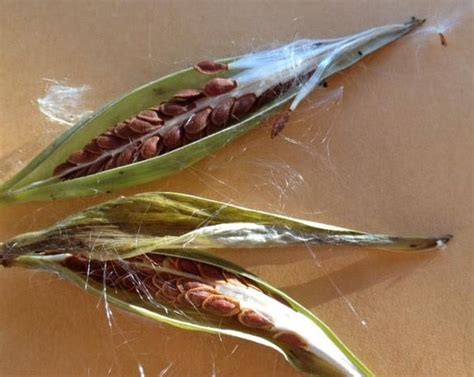 Narrow Leaf Milkweed Seeds – Blue Moon Native Garden