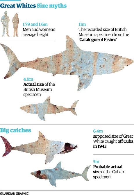 Great White Shark Size Comparison To Bus