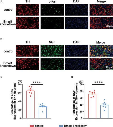 Frontiers Bmal Knockdown In The Left Stellate Ganglion Inhibits