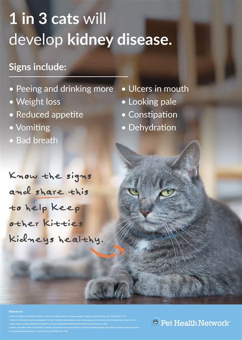 Did you know? 1 in 3 #cats will develop #kidneydisease. #