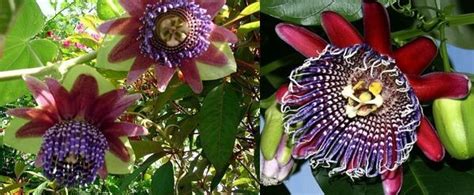 Страстоцвет пассифлора домашняя уход и виды | Flowery-Blog