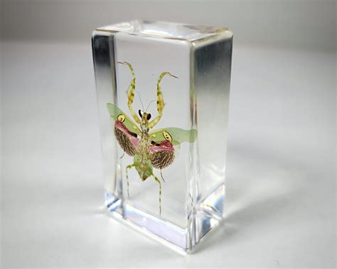 Bugs In Resin Museum Quality Resin Specimens