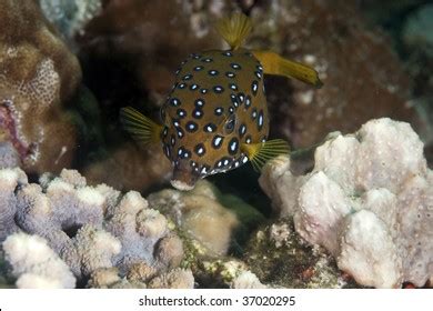 Baby Yellow Boxfish Stock Photo 37020295 | Shutterstock