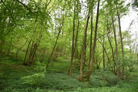 Hurst Wood N Chadwick Geograph Britain And Ireland