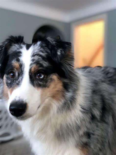 Australian Shepherd Eye Color Chart