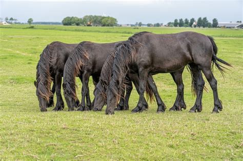 300+ Mustang Horse Pictures