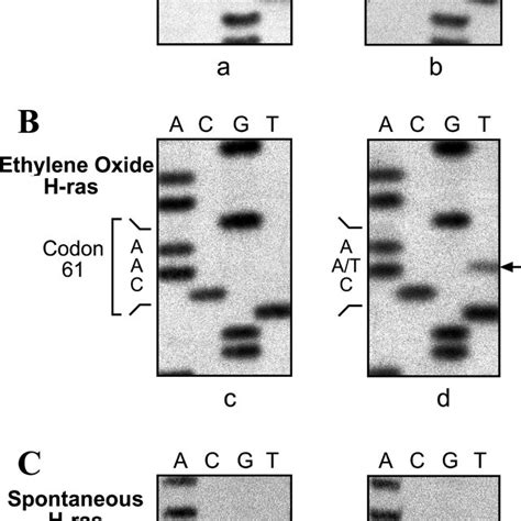 H Ras Mutations In B6c3f1 Mouse Mammary Carcinomas By Cycle Sequencing Download Scientific