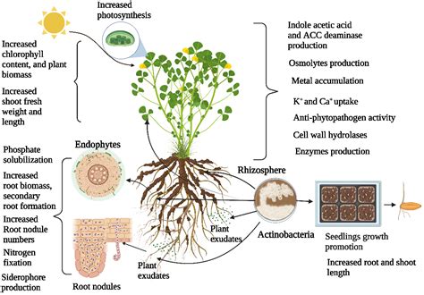 Actinobacteria Diversity Associated With Plant Growth Promotion