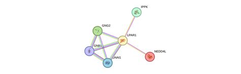 LPAR1 Gene - GeneCards | LPAR1 Protein | LPAR1 Antibody 