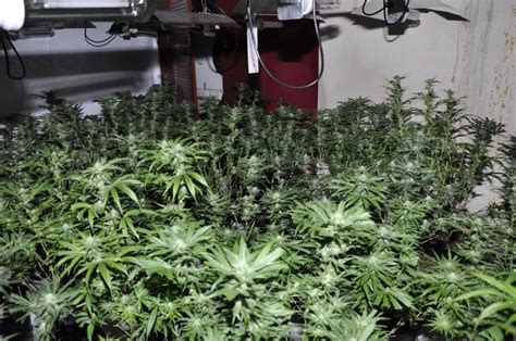 Cannabis Farm Worth £1 6m Discovered After Police Called To Liverpool