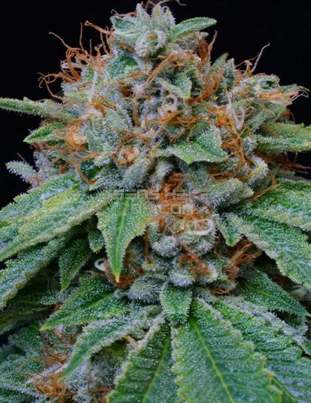 Midnight Kush Strain