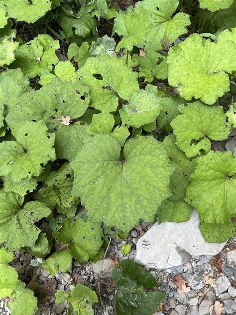 Colt S Foot From Hunt Hollow Rd Naples NY US On September 1 2023 At