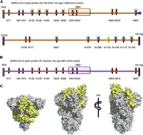 Site Specific N Glycosylation Characterization Of Recombinant SARS CoV