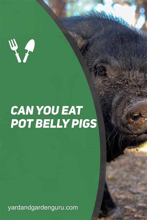 Can You Eat Pot Belly Pigs