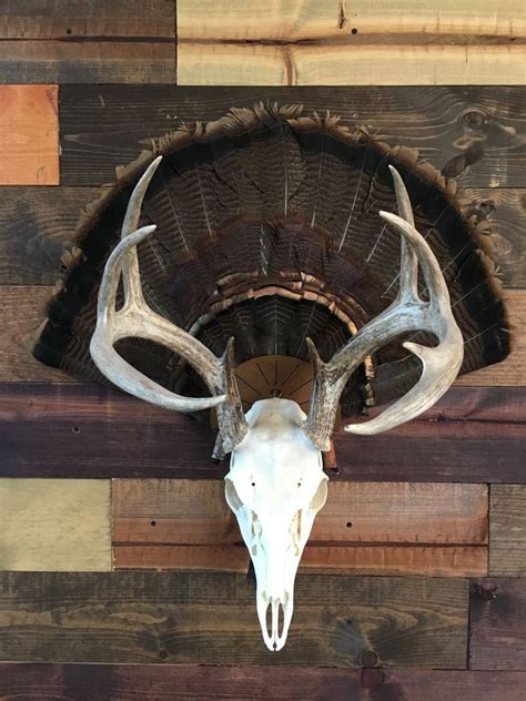 Turkey Fan Skull Mount Hanger Skull Turkey Fan Not Included Etsy