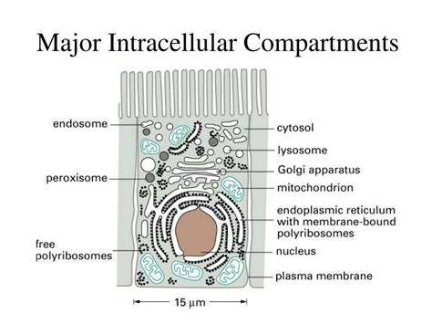 Ppt Intracellular Compartments And Protein Sorting Powerpoint Presentation Id 4064113