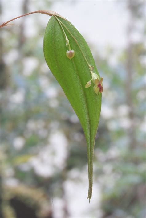 Lepanthes Mucronata Wiel Driessen Flickr