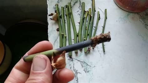 Проращивание черенков роз в песке. - YouTube