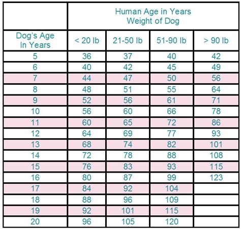 Lifespans Of Dogs Compared To Humans