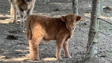 Meet Cowboy - Fluffy Feather Farm