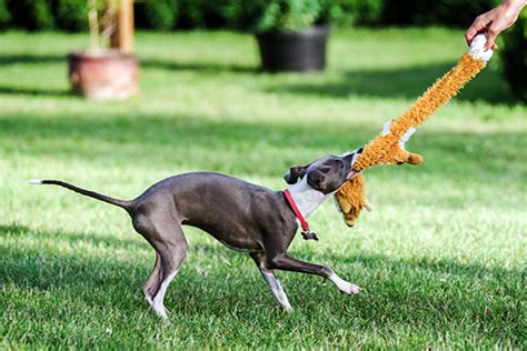 Italiaans Windhondje Overzicht Hondenrassen Hondtrainen Nl