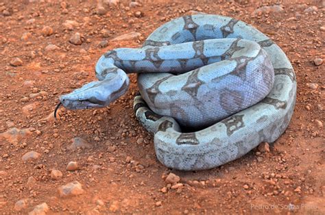 Jiboia Boa Constrictor Amarali Estrada Da Regi O Do Ri Flickr