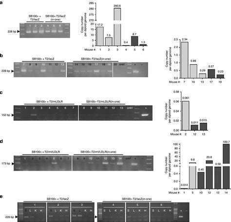 PCR On The Liver GDNA Of Individual LDLR Knockout Mice Transfected With