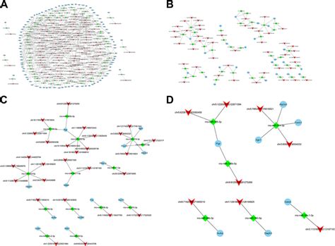 The CeRNA Network Regulation Diagram Of CircRNA MiRNA MRNA A The CeRNA