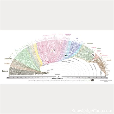 Tree of Life by Evogeneao | 🥷 Knowledge Ninja
