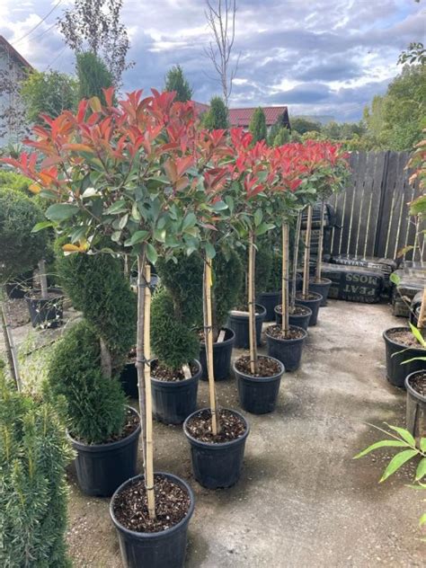 Arbori Foio I Photinia Fraseri Red Robin Clt Fusto