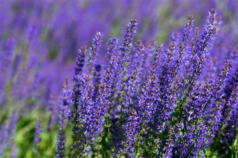 May Night Salvia Plant Care And Growing Guide