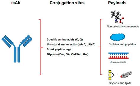 Molecules Free Full Text Site Specific Antibody Conjugation With Payloads Beyond Cytotoxins