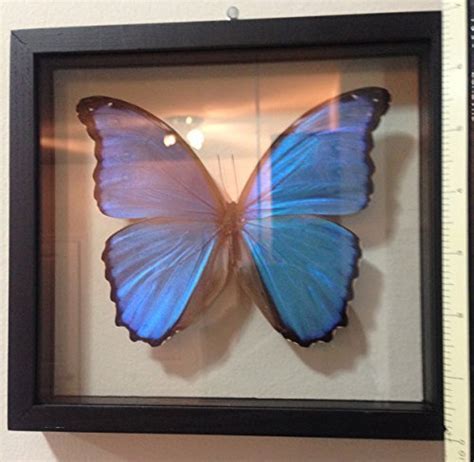 Butterfly Frames TOP Rated Best Butterfly Frames