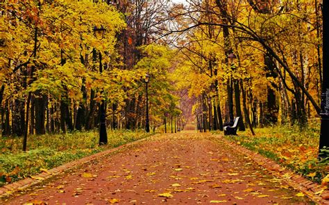 Park Drzewa Liście Ławka Jesień