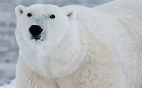 Causas De La Extinción Del Oso Polar Un Análisis Detallado Ecologia