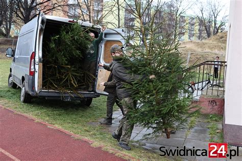 Oddaj krew i odbierz świąteczne drzewko Akcja Choinka dla życia