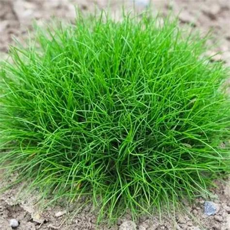 Овсяница Сизая (Глаука)🌱 - купить корневища и саженцы в горшках в ...