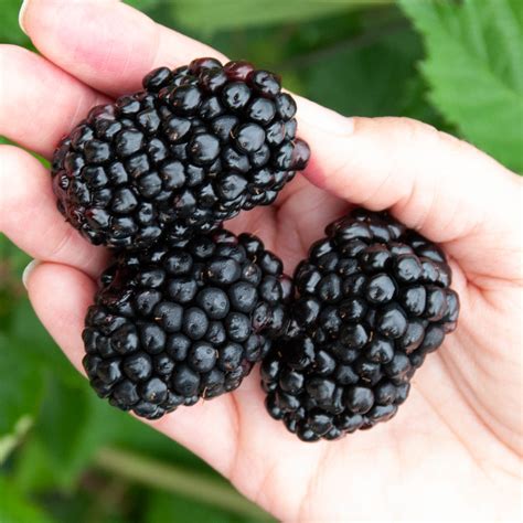 Giant Kiowa Blackberry Dormant Bare Root Fruit Bearing Plant 1 Pack