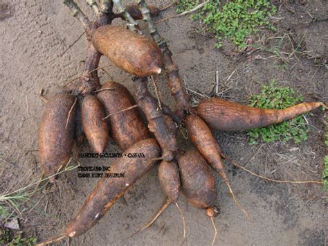 Manihot Esculenta L Cassava