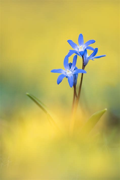 "Blaugelb" (Forum für Naturfotografen)