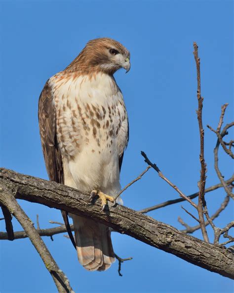 Red Tailed Hawk Hawk Mountain Sanctuary Learn Visit Join