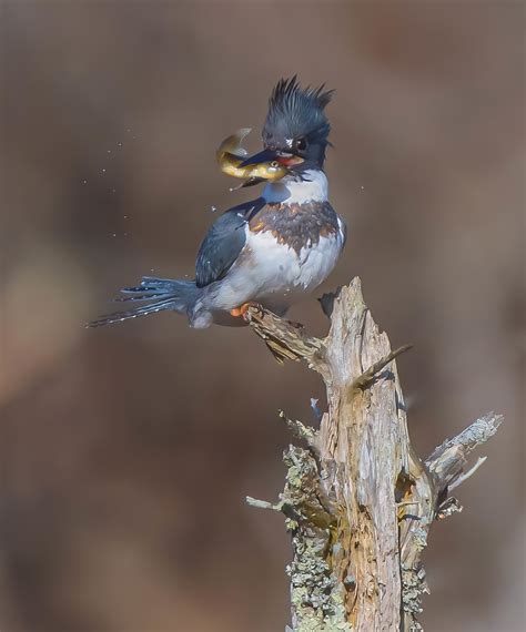 Belted Kingfisher Women In Wildlife Photography